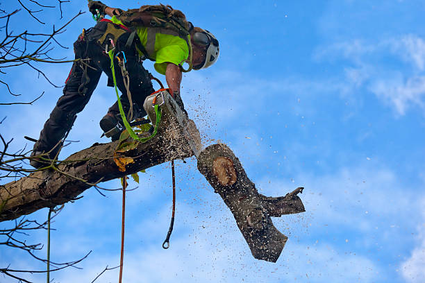 Joplin, MO Tree Care Company
